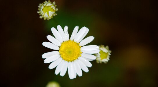 Wild flower yellow summer plant photo