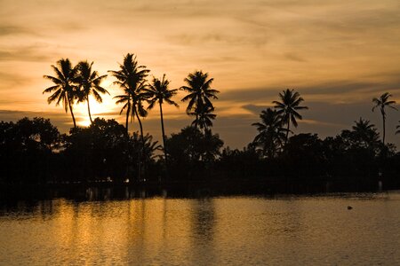 Backwaters sunset palm trees photo