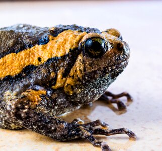 Anuran frog amphibians