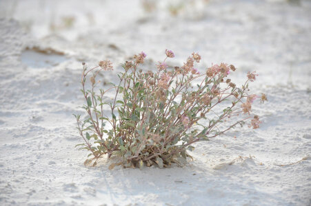Grass in White Sands, New Mexico photo