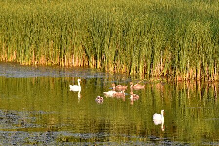 Bird Family marshland swamp photo