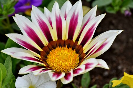 Close-Up flower garden horticulture photo