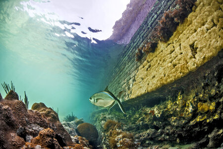 Fish swimming in the water under Fort Jefferson