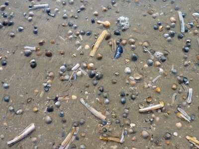 Sea mussel shells nature photo