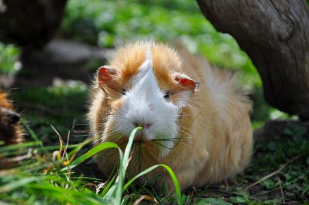 Rodent cute animal