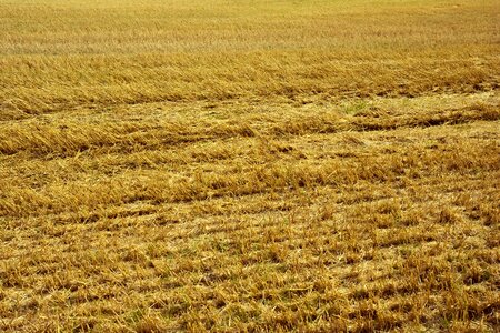 Harvest background agriculture photo