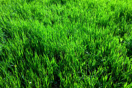 Green Grass photo