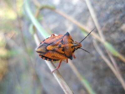 Insects animals nature