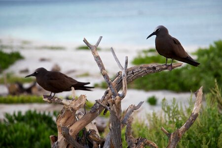 Bird brown dark