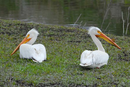 American bird grass plants photo