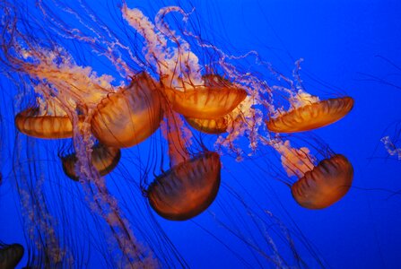 Sting aquarium jelly-fish photo