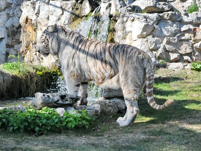 Predator tiger waterfall photo