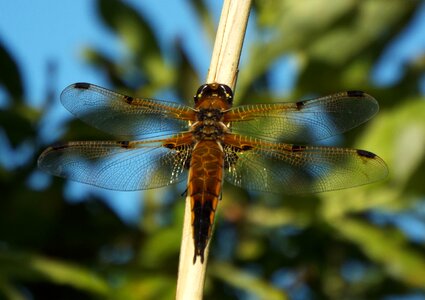 Bug insect chaser