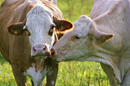 Portrait animals pasture