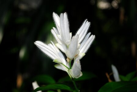 Plant natural blossom