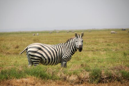Safari african animal photo