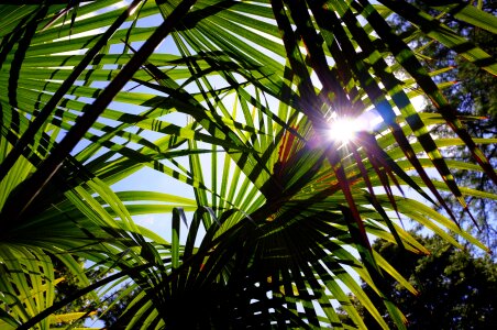 Light botanical garden florence photo