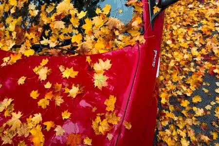 Autumn leaf yellow