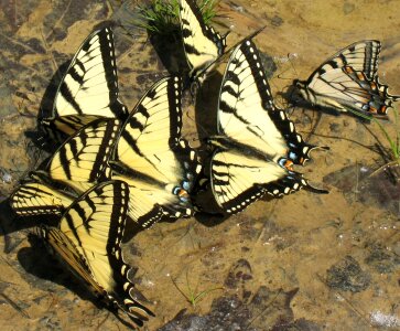Group butterflies drink