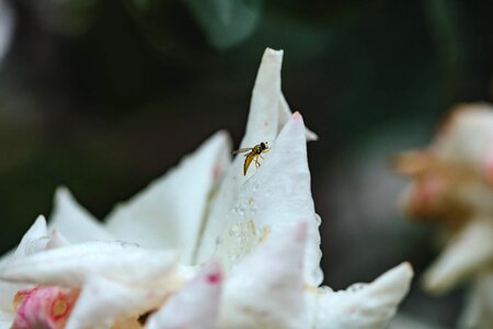 Wasp shrub flower photo