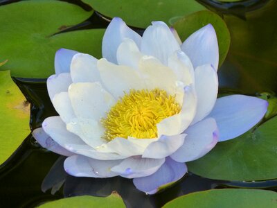 Flower aquatic plants floral photo