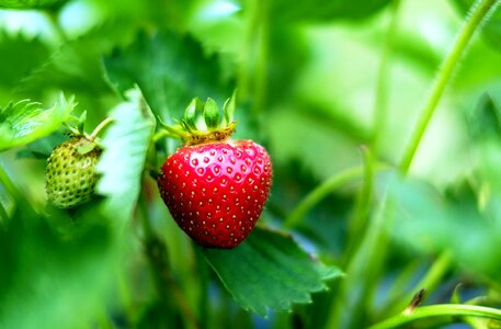 Beautiful Photo diet dietary