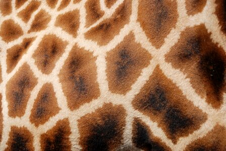 Africa animal wildlife