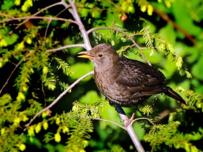 Branches birds bill