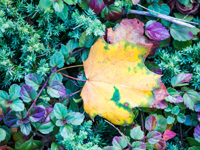Fall Leaf photo