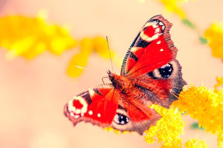 Nature wing macro