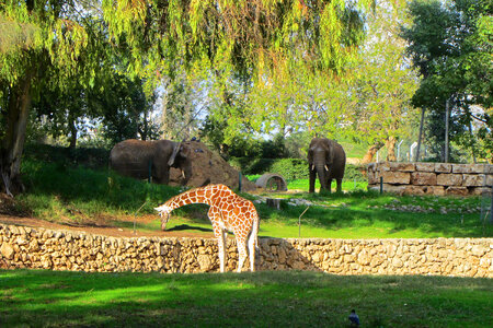 giraffe photo