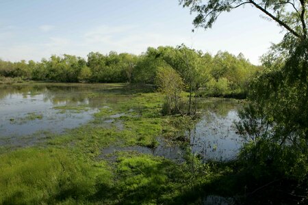 Habitat marsh metallic photo