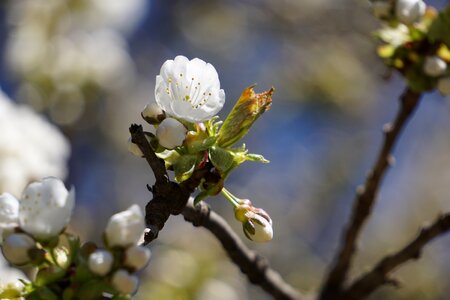 White open macro