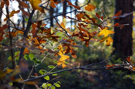 Autumn autumn season beautiful flowers photo