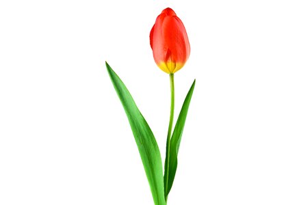 Flower stengel leaf