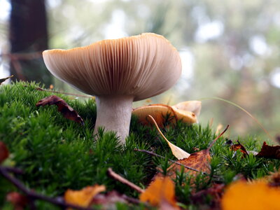 Forest mushroom photo