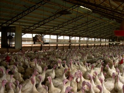 Barn fowl 