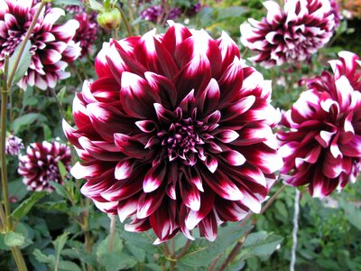 Autumn garden nature