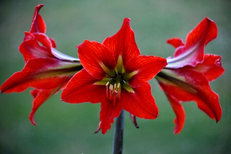 Amaryllis close-up detail photo