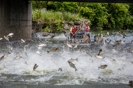 Silver Carp jumping in the Fox River-3