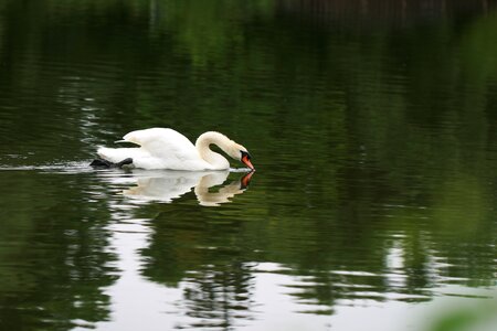 Swan Bird Lake photo