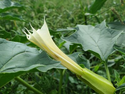 Thornapple moon flower wildflower photo