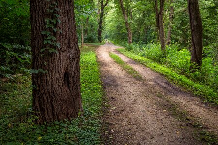 Sunshine forest trees. Peaceful outdoor scen