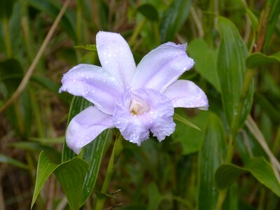 Bloom flower white violet photo