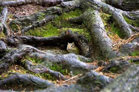Environment flora ground squirrel