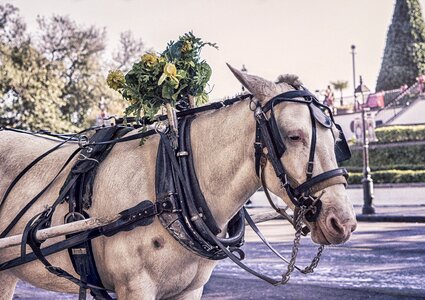 Horse carriage animal mare photo