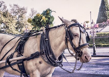 Horse carriage animal mare