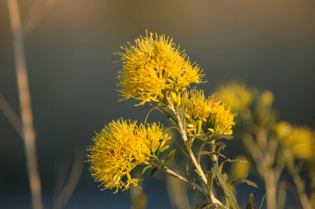 Common Rabbitbrush