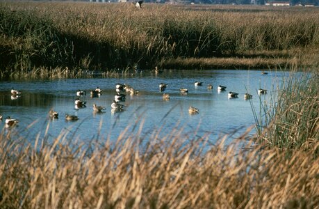 Aquatic Bird ducks enjoy