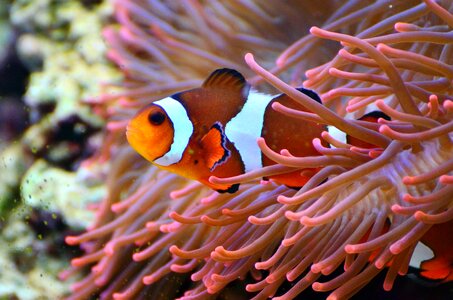 Beautiful Photo colorful fish photo